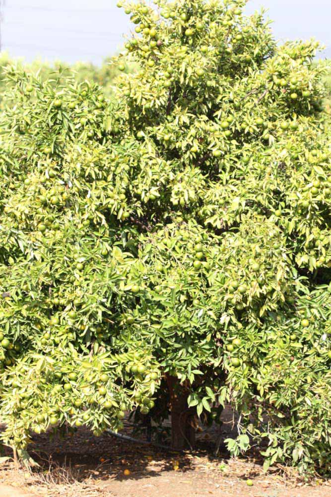              Habit (Riverside, CA)       